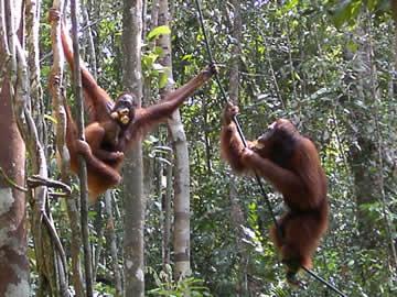 Orang Utans